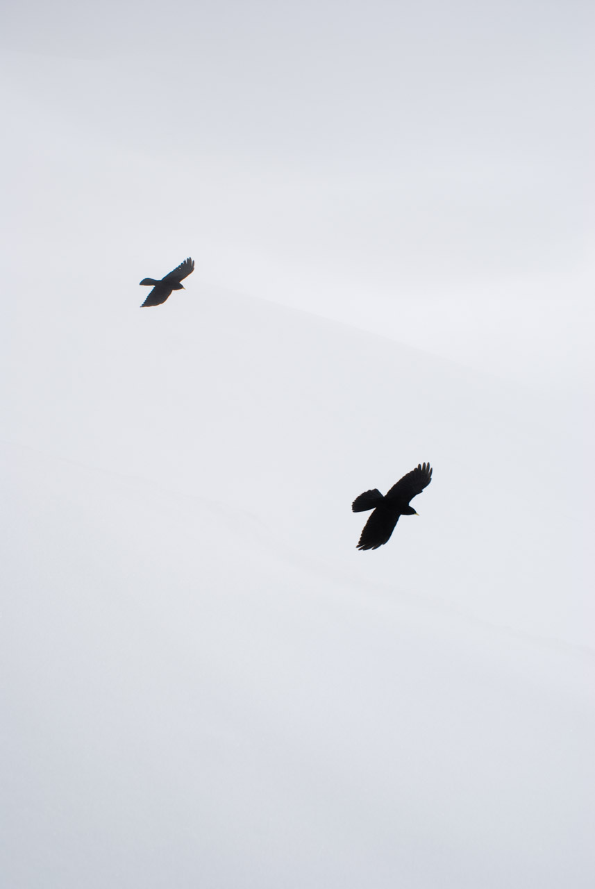 Alp crows