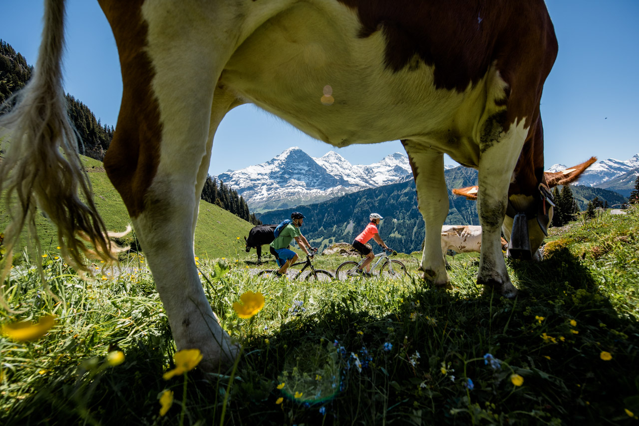 Cycling framed by cows in swiss alps